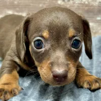 Olivia, a female Miniature Dachshund for sale in Lebanon, IN – Photo 2 of 6