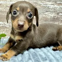 Olivia, a female Miniature Dachshund for sale in Lebanon, IN – Photo 6 of 6