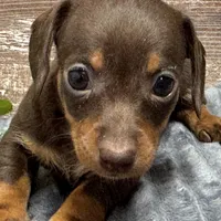 Olivia, a female Miniature Dachshund for sale in Lebanon, IN – Photo 1 of 6