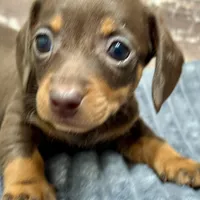 Olivia, a female Miniature Dachshund for sale in Lebanon, IN – Photo 4 of 6