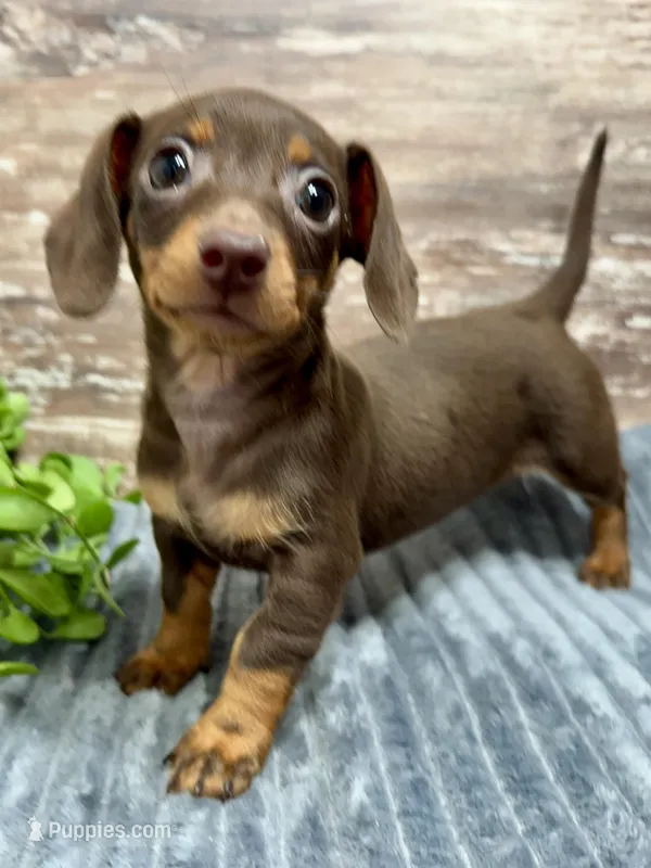 Olivia – Miniature Dachshund puppy for sale in Lebanon, IN