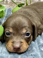 Olivia - Smooth, a female Miniature Dachshund for sale in Lebanon, IN – Photo 2 of 4