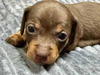 Olivia - Smooth, a female Miniature Dachshund for sale in Lebanon, IN – Photo 1 of 4