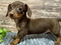 Olivia, a female Miniature Dachshund for sale in Lebanon, IN – Photo 3 of 5