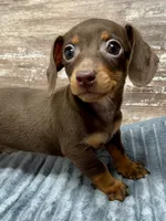 Olivia, a female Miniature Dachshund for sale in Lebanon, IN – Photo 4 of 5