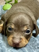 Olivia - Smooth, a female Miniature Dachshund for sale in Lebanon, IN – Photo 3 of 4