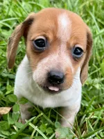 Caleb, a male Miniature Dachshund for sale in Lebanon, IN – 5 of 5