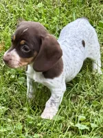 Girl Chocolate, a female Miniature Dachshund for sale in Lebanon, IN – 2 of 4