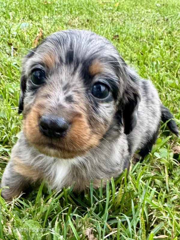 Stretch  – Miniature Dachshund puppy for sale in Lebanon, IN