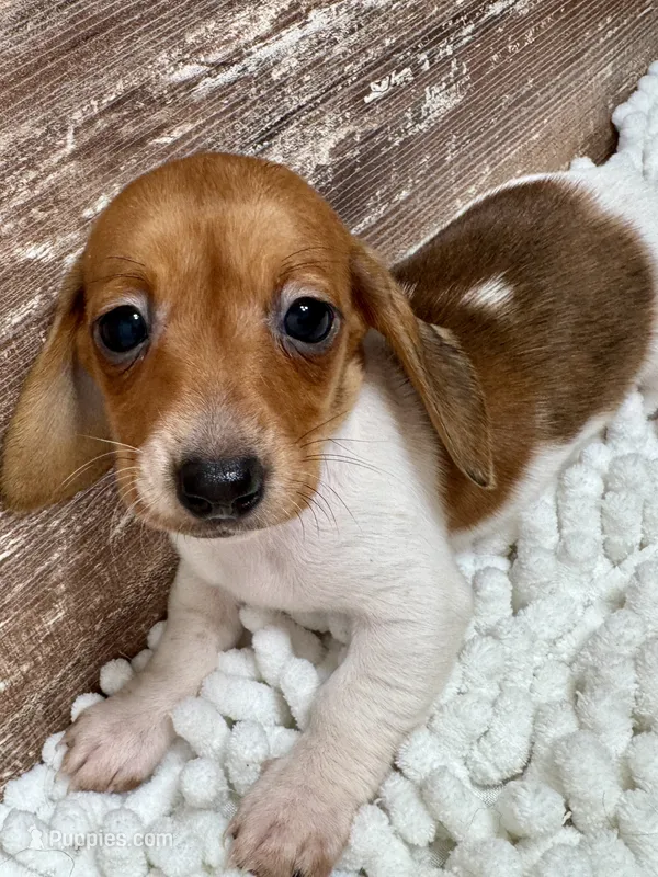 Polly – Miniature Dachshund puppy for sale in Lebanon, IN