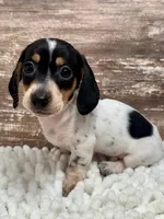 Dixie , a female Miniature Dachshund for sale in Lebanon, IN – 1 of 6