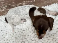 Luna , a female Miniature Dachshund for sale in Lebanon, IN – 5 of 5