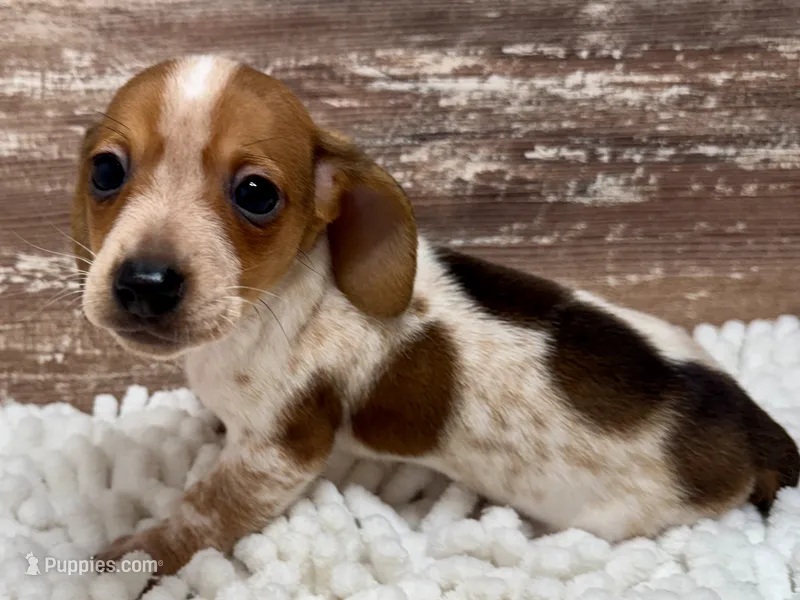 Conner  – Miniature Dachshund puppy for sale in Lebanon, IN