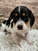 Choco , a male Miniature Dachshund for sale in Lebanon, IN – Photo 2 of 4