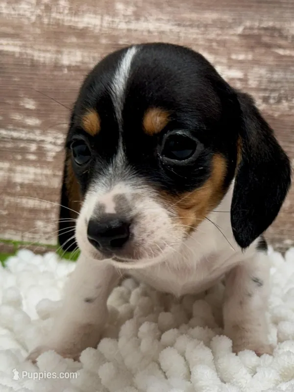 Choco , a male Miniature Dachshund for sale in Lebanon, IN – Photo 1 of 4