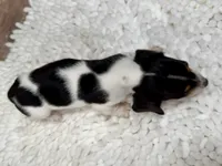 Choco , a male Miniature Dachshund for sale in Lebanon, IN – Photo 4 of 4