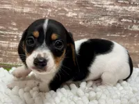 Choco , a male Miniature Dachshund for sale in Lebanon, IN – Photo 3 of 4