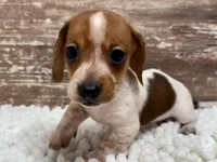 Caleb, a male Miniature Dachshund for sale in Lebanon, IN – 2 of 5