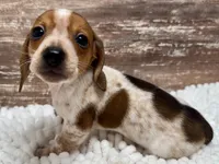 Conner , a male Miniature Dachshund for sale in Lebanon, IN – 4 of 5
