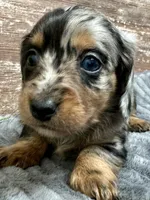 Isabelle , a female Miniature Dachshund for sale in Lebanon, IN – Photo 1 of 7