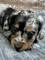 Isabelle , a female Miniature Dachshund for sale in Lebanon, IN – Photo 2 of 7