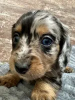 Isabelle , a female Miniature Dachshund for sale in Lebanon, IN – Photo 6 of 7