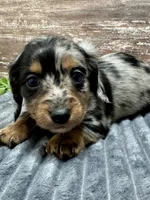 Isabelle , a female Miniature Dachshund for sale in Lebanon, IN – Photo 5 of 7
