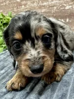 Isabelle , a female Miniature Dachshund for sale in Lebanon, IN – Photo 4 of 7
