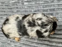 Isabelle , a female Miniature Dachshund for sale in Lebanon, IN – Photo 7 of 7