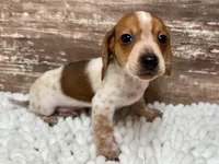 Conner , a male Miniature Dachshund for sale in Lebanon, IN – 2 of 5
