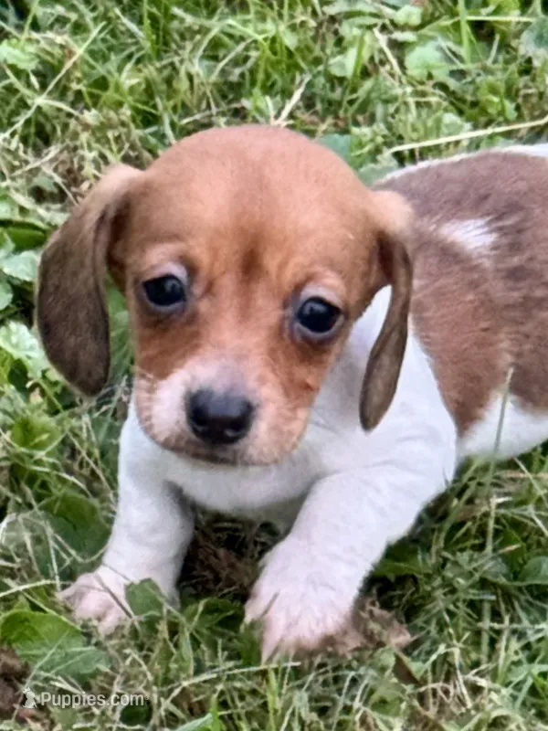Polly – Miniature Dachshund puppy for sale in Lebanon, IN