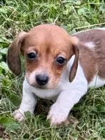 Polly, a female Miniature Dachshund for sale in Lebanon, IN – 1 of 5