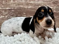 Dixie , a female Miniature Dachshund for sale in Lebanon, IN – 2 of 6