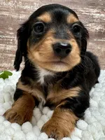Bingo Long Hair, a male Miniature Dachshund for sale in Lebanon, IN – Photo 2 of 4