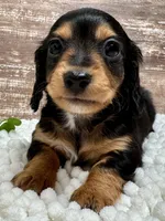 Bingo Long Hair, a male Miniature Dachshund for sale in Lebanon, IN – Photo 3 of 4