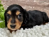 Bingo Long Hair, a male Miniature Dachshund for sale in Lebanon, IN – Photo 4 of 4