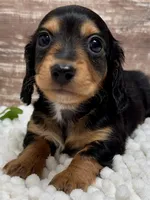 Bingo Long Hair, a male Miniature Dachshund for sale in Lebanon, IN – Photo 1 of 4