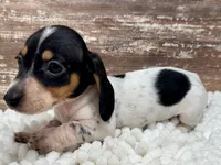 Dixie , a female Miniature Dachshund for sale in Lebanon, IN – 6 of 6