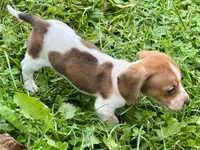 Caleb, a male Miniature Dachshund for sale in Lebanon, IN – 3 of 5