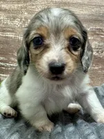 Willie Long Hair, a male Miniature Dachshund for sale in Lebanon, IN – Photo 4 of 8