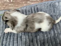 Willie Long Hair, a male Miniature Dachshund for sale in Lebanon, IN – Photo 6 of 8