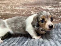 Willie Long Hair, a male Miniature Dachshund for sale in Lebanon, IN – Photo 7 of 8