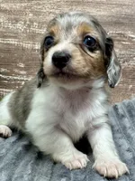 Willie Long Hair, a male Miniature Dachshund for sale in Lebanon, IN – Photo 5 of 8
