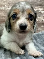 Willie Long Hair, a male Miniature Dachshund for sale in Lebanon, IN – Photo 2 of 8