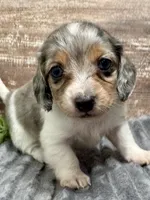 Willie Long Hair, a male Miniature Dachshund for sale in Lebanon, IN – Photo 3 of 8
