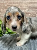 Willie, a male Miniature Dachshund for sale in Lebanon, IN – Photo 4 of 6