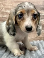 Willie, a male Miniature Dachshund for sale in Lebanon, IN – Photo 2 of 6