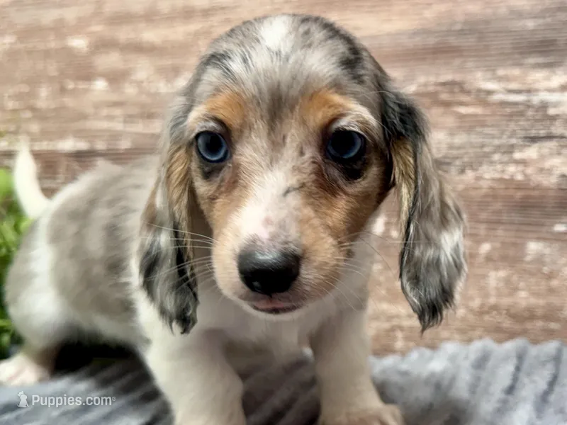 Willie Long Hair – Miniature Dachshund puppy for sale in Lebanon, IN