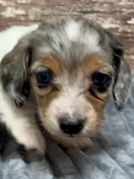 Willie Long Hair, a male Miniature Dachshund for sale in Lebanon, IN – Photo 1 of 8