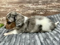 Willie Long Hair, a male Miniature Dachshund for sale in Lebanon, IN – Photo 8 of 8